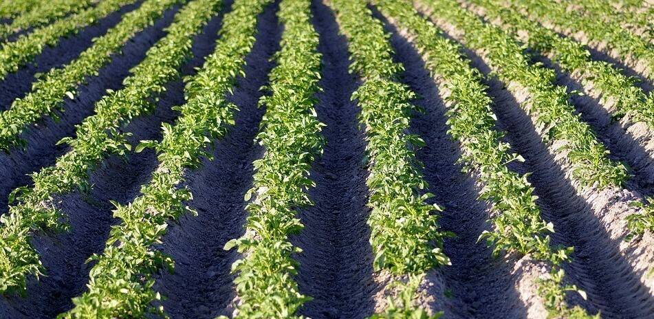 campopatatas|texas-a-and-m-gound-penetrating-radar-early-potato-809